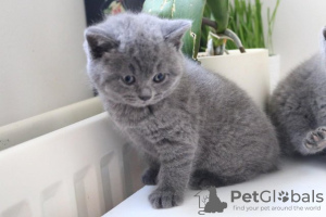 Photo №4. I will sell british shorthair in the city of Дортмунд. from nursery, from the shelter, breeder - price - 475$