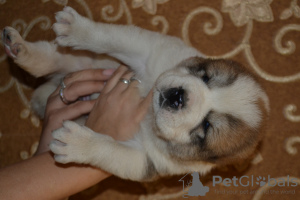 Additional photos: Lovely Central Asian Shepherd puppies from an excellent pair!