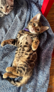 Photo №1. bengal cat - for sale in the city of Beilngries | 329$ | Announcement № 153481