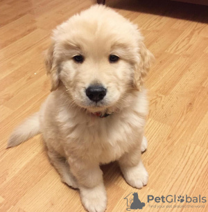 Photo №2 to announcement № 66240 for the sale of golden retriever - buy in Germany private announcement, breeder