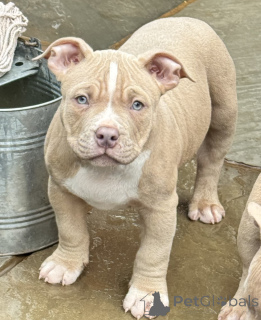 Photo №1. american bulldog - for sale in the city of Enköping | negotiated | Announcement № 169675