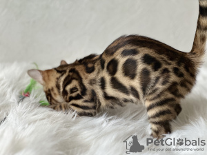 Photo №3. Gorgeous Bengal boys for breeding. United States