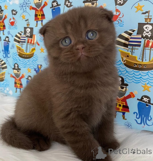 Photo №1. scottish fold - for sale in the city of Aiola | negotiated | Announcement № 167297