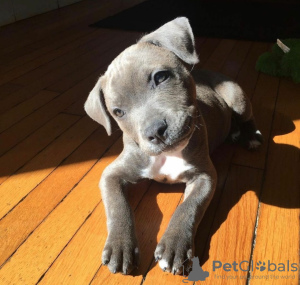 Photo №1. staffordshire bull terrier - for sale in the city of Эспоо | negotiated | Announcement № 127397