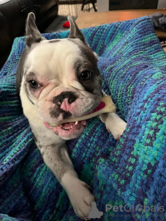 Photo №3. French bulldog. United States