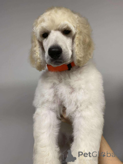 Photo №1. poodle (royal) - for sale in the city of Nekla | 1882$ | Announcement № 143469