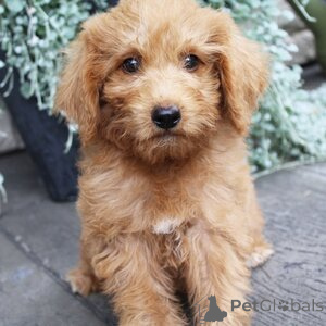 Photo №1. labradoodle - for sale in the city of Ansbach | 282$ | Announcement № 151403