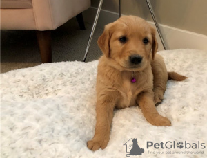 Photo №1. golden retriever - for sale in the city of Texas City | 500$ | Announcement № 56558