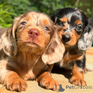 Photo №2 to announcement № 160275 for the sale of dachshund - buy in Ireland breeder