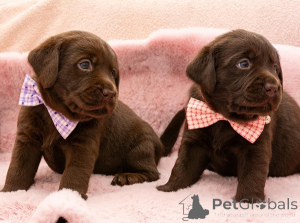 Photo №3. Chocolate brown Labrador puppies. Serbia