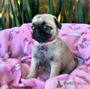 Photo №1. pug - for sale in the city of Brussels | 471$ | Announcement № 137982