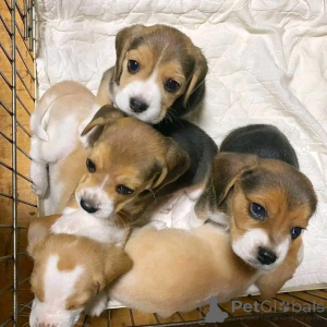 Photo №1. beagle - for sale in the city of Berlin | 471$ | Announcement № 137954