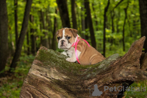 Photo №2 to announcement № 11592 for the sale of english bulldog - buy in Russian Federation private announcement