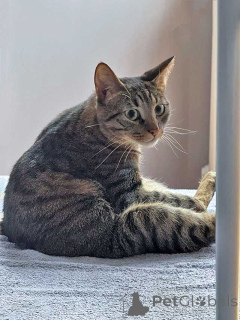 Photo №3. A cat who knows how to love is looking for a home. Russian Federation