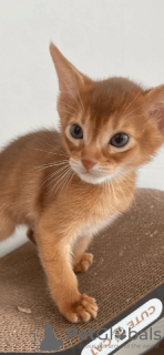 Photo №1. abyssinian cat - for sale in the city of Yaroslavl | 651$ | Announcement № 52480