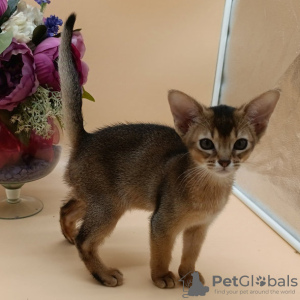 Photo №2 to announcement № 117018 for the sale of abyssinian cat - buy in Austria 