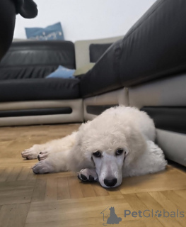 Photo №4. I will sell poodle (royal) in the city of Belgrade. breeder - price - 1239$