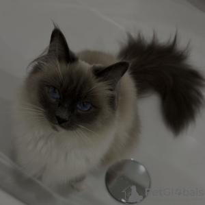 Photo №2 to announcement № 109758 for the sale of birman - buy in Germany private announcement