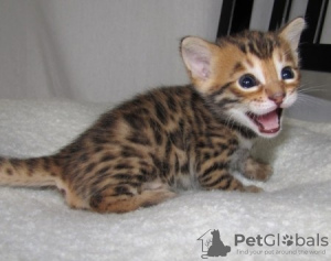 Photo №3. Amazing bengal kittens for sale. Finland