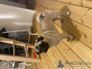 Photo №4. I will sell pug in the city of Heidelberg. private announcement - price - 845$