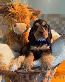 Photo №3. Meet Leo the little lion with a heart full of love and eyes full of mischief!. Finland