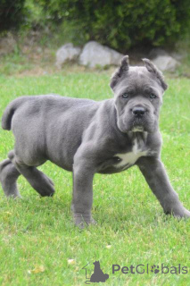 Photo №4. I will sell cane corso in the city of Obrenovac.  - price - negotiated