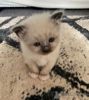 Photo №1. birman - for sale in the city of Aarbergen | 361$ | Announcement № 177530