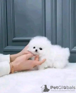 Photo №2 to announcement № 115143 for the sale of pomeranian - buy in Russian Federation private announcement