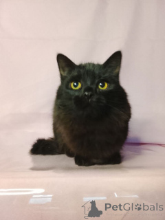 Photo №2 to announcement № 160285 for the sale of  - buy in Russian Federation private announcement