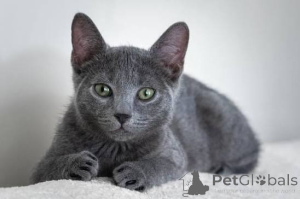 Photo №3. Jovial male & female Russian Blue kittens for sale. Montenegro