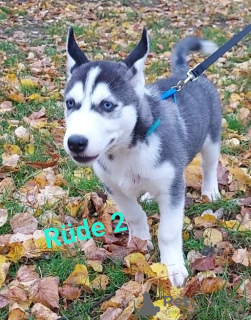 Photo №2 to announcement № 79531 for the sale of siberian husky - buy in Germany 
