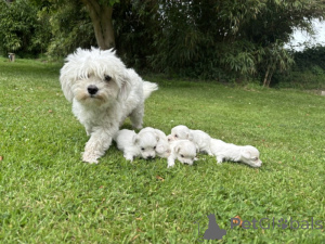 Photo №3. Baby Maltese puppy for adoption. Belgium
