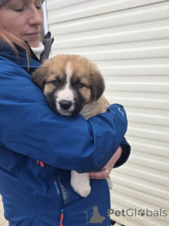 Photo №4. I will sell spanish alaunt in the city of BELFAST.  - price - 392$