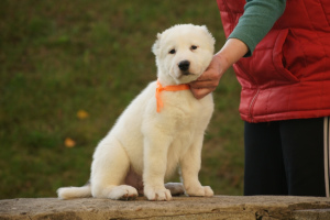 Additional photos: Puppy of the Central Asian Shepherd Dog (CAO, Alabai) white-fawn boy