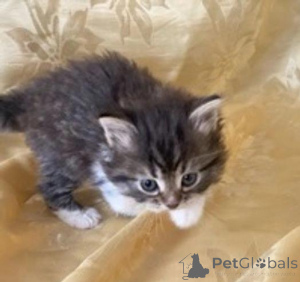 Photo №3. Adorable Siberian KittensBusiness Whatsapp 12295825241. Finland