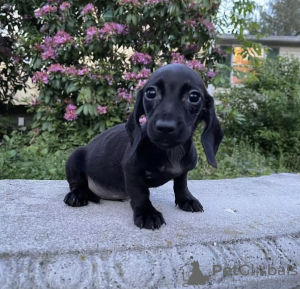 Photo №2 to announcement № 50810 for the sale of dachshund - buy in United States private announcement