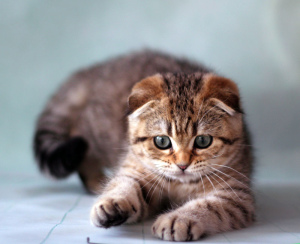 Photo №1. scottish fold - for sale in the city of Vitebsk | 350$ | Announcement № 1336