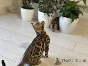 Photo №1. bengal cat - for sale in the city of Антверпен | negotiated | Announcement № 100956