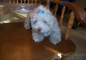 Photo №3. Havanese Puppies. Switzerland