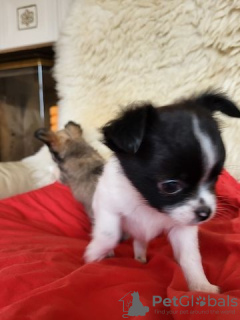 Photo №2 to announcement № 127151 for the sale of chihuahua - buy in Germany private announcement