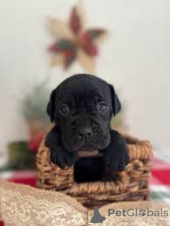 Photo №2 to announcement № 163874 for the sale of cane corso - buy in Netherlands private announcement, breeder