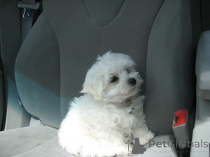 Photo №3. Adorable and charming Maltese puppy for sale. Qatar