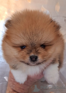 Photo №4. I will sell pomeranian in the city of Belgrade.  - price - negotiated