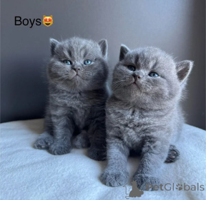 Photo №1. british shorthair - for sale in the city of Dronninglund | Is free | Announcement № 166437