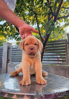 Photo №2 to announcement № 114683 for the sale of dogue de bordeaux - buy in Serbia 