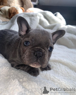 Photo №1. french bulldog - for sale in the city of Дублин | negotiated | Announcement № 77712