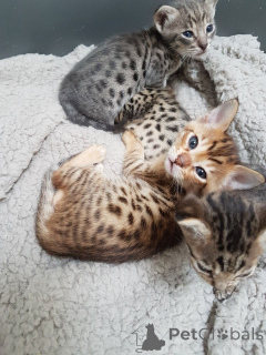 Photo №2 to announcement № 135282 for the sale of savannah cat - buy in Czech Republic 