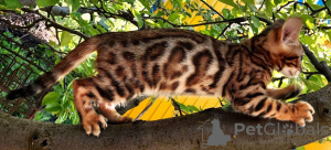 Photo №4. I will sell bengal cat in the city of Знаменка. private announcement - price - 1094$