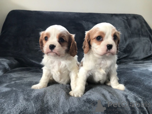 Photo №2 to announcement № 117662 for the sale of non-pedigree dogs - buy in Germany private announcement