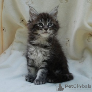 Photo №1. maine coon - for sale in the city of Bern | 206$ | Announcement № 165772